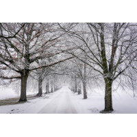 winter_billede